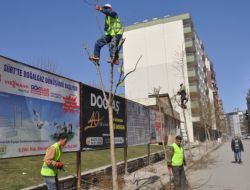 Siirt’te Ağaç Budama Çalışması