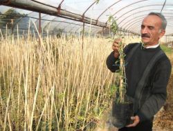 Alanya’da Çiftçilere ‘goji Berry’ Fidanı Dağıtıldı