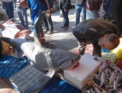 İzmir Aliağa’da Avlanan 380 Kilo Ağırlığındaki Balık, Eskişehir'de Tezgaha Çıktı