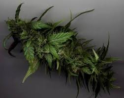 Hint keneviri yetiştirmek için..