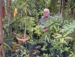 Alanya Ve Gazipaşa'da Tropikal Meyveler Yetiştirilecek