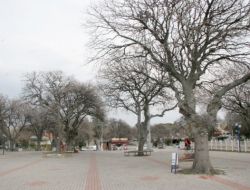 Burhaniye’de Yaklaşık Bin 600 Meşe Ağacı Mantarın Pençesinde