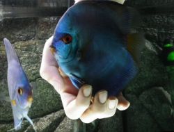 Bu Balıklar Kendini Kedi Gibi Sevdiriyor