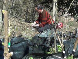 "Domates Aşılanıyor, Fındık Neden Aşılanmasın?"