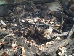 İki Kardeş Yanarak Can Verdi