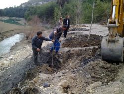 Dağılcak Ağaçlandırılıyor