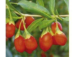 Süper Meyve ‘goji Berry’ Alanya’da Toprakla Buluştu