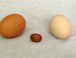 Dünyanın En Küçük Tavuk Yumurtasına Aday İstanbul’dan