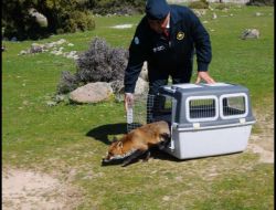 İzmir Şehir Merkezinde Bulunan Tilki, Şahin Ve Atmaca Doğal Yaşama Geri Döndü