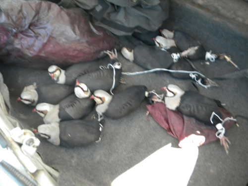 ZULADA KEKLİK OPERASYONU