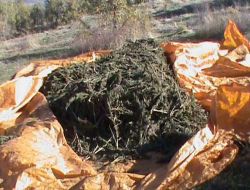 Diyarbakır'da 2 Tona Yakın Esrar  Ele Geçirildi!