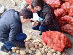 Amasya’da Tohumluk Patates Denetiminde Hastalığa Rastlanmadı