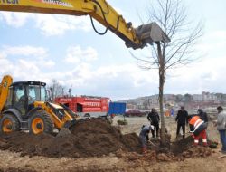 Dolgu Alanı Ağaçlandırılıyor