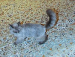 Medvedev: Kedim Kaybolmadı..