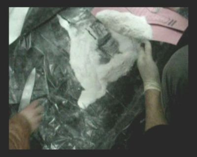 Van'daki uyuşturucu operasyonları