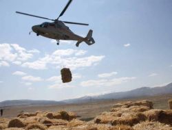 Afyonkarahisar'da Yaban Hayvanlarına 6 Bin Kilo Yem Atıldı