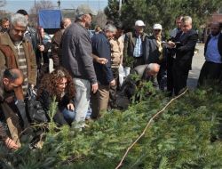 Daha Yeşil Bir Eyüp İçin 10 Bin Çam Fidanı Dağıtıldı