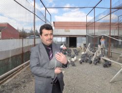 Yozgat’ta Kene İle Mücadele İçin 3 Bin 500 Beç Tavuğu Dağıtılacak
