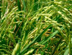 Bitkisel Üretim Çiftçilerin Yüzünü Güldürdü