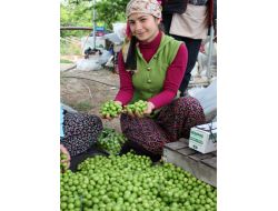 Silifke Türkiye’nin İlk Bodur Can Eriğini Yetiştirdi