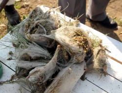 Ormanları Yırtıcı Böcekler Koruyor