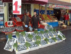 Hamsinin Kilosu 1,5 Liraya Düşünce, Vatandaş Sıraya Girdi