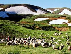Erzincan'da Meralar Sürü Sahiplerine Kiralandı