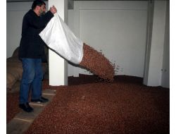 Giresun Serbest Piyasada Fındık Fiyatında Düşüş