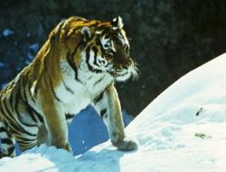 “sibirya Kaplanı Trafiğe Çıktı”