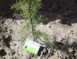 Peygamberin 'Gökteki Yıldızlar' Diye Nitelendirdiği Sahabeler İçin 10 Bin Fidan