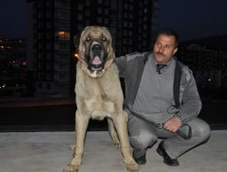 Çalınan Köpeğini 6 Ay Sonra Buldu
