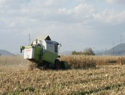 Kırkağaç'ta Mısır Hasadı Başladı