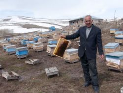 Kafkas Arısının Gen Merkezi Ardahan’da Arılar Telef Oldu