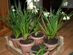 Yurt Dışına Sudan Ucuza Gönderilen Göl Soğanının Değeri Nihayet Anlaşıldı