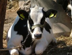 Büyükbaş Hayvanlarda Kulak Küpesini Serbes Veterinerler Takacak