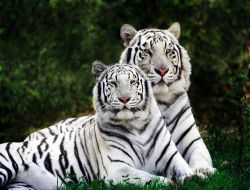 Tercüme Hatası Rusya'ya Üç Sibirya Kaplanına Mal Oldu