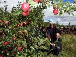 Belediye Başkanı Çoban: Ahlat Elmasını Marka Haline Getireceğiz