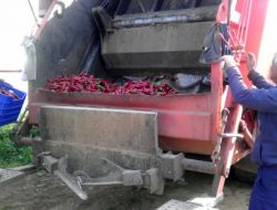 Yanlış İlaç Kalıntısı Tespit Edilen 2 Bin 270 Kilo Biber İmha Edildi