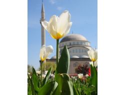 Bağcılar Lalelerle Renk Renk...