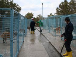 Belediye: Köpek Öldürülmesiyle İlgimiz Yok
