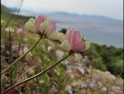 Dilek Yarımadası'nda Bahar Güzelliği