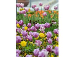 15’inci ‘uluslararası Bayındır Çiçek Festivali’nin Hazırlıkları Sürüyor