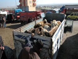 Doğu'dan Batı'ya Kurbanlık Sevkiyatı Hızlandı