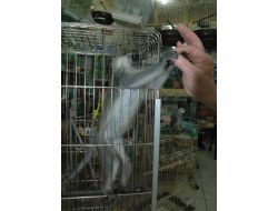 Afrika’dan Muş'a Getirilen Maymun İlgi Odağı Oldu