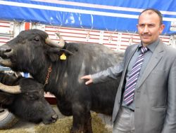 Anaç Manda Sayısı 5 Bine Çıkarılacak, Patentli Kaymak Üretimi Yapılacak