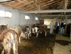 Bakanlık, Havanları Göz Damlası İle Aşılamaya Başladı