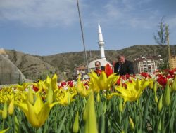 İskilip, Lale Şehri Oldu