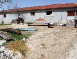 Hırsızlar Koyunları Çaldı, Kuzular Anasız Kaldı