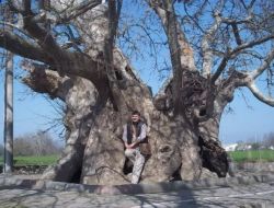 Manyas'taki Bin 300 Yıllık Çınar İlgi Bekliyor