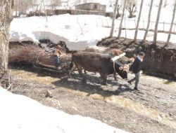 Yem Tükenince, Köylüler Hayvanlarını Kavak Ağacı Yaprağıyla Besledi